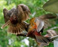 2 Kaka parrots fighting, New Zealand native bird